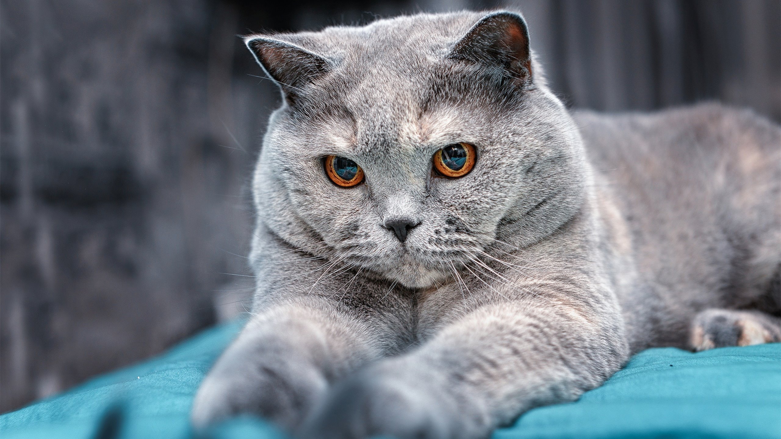 爱游戏网址登录-APEX英雄 冠军争夺进入关键阶段，apex冠军版有英雄了会便宜吗